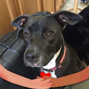 Meet your Posher, Betty